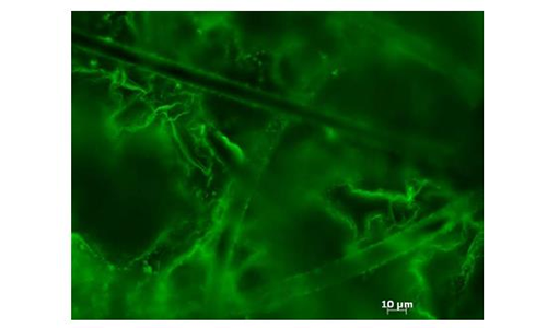 沼气植物微生物传感器  生物传感器直接将检测到的成分浓度转换成电流信号