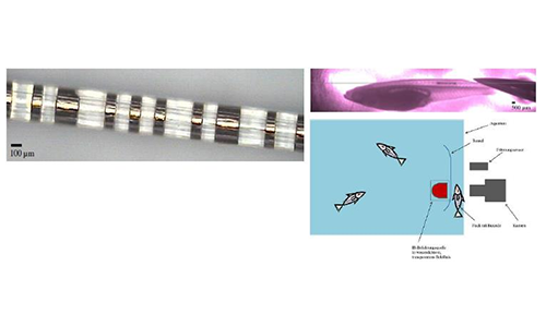 给鱼的 ID 卡  鱼类条形码可以识别和追踪动物个体，特别是在研究领域及鱼类繁殖方面。